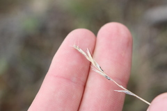 Rytidosperma clavatum