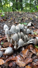 Coprinopsis atramentaria
