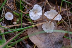 Agaricomycetes