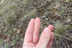 Rytidosperma clavatum