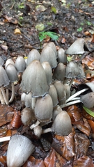 Coprinopsis atramentaria