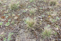 Rytidosperma clavatum