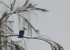 Todiramphus albicilla