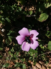 Xylocopa violacea
