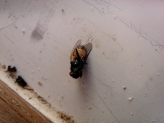 Musca autumnalis