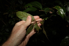 Cryptocarya triplinervis pubens