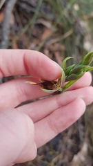 Calochilus paludosus