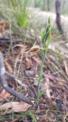 Calochilus paludosus