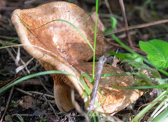 Agaricomycetes