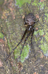Azilia affinis