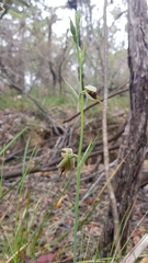 Calochilus paludosus