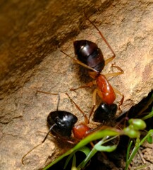 Camponotus nigriceps