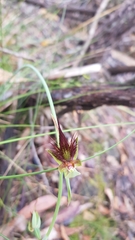 Calochilus paludosus