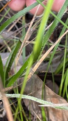 Conostylis setigera