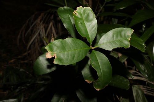 Image of Notelaea johnsonii by (c) Greg Tasney, some rights reserved (CC BY-SA)