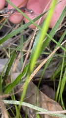 Conostylis setigera