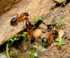 Camponotus nigriceps
