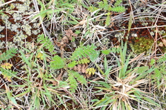Acaena agnipila