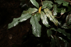 Beilschmiedia elliptica