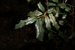 Beilschmiedia elliptica