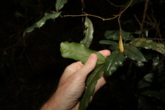 Beilschmiedia elliptica