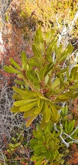 Telopea truncata