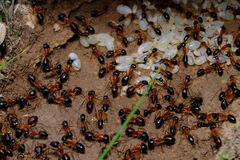 Camponotus nigriceps