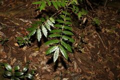 Dysoxylum rufum