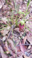 Calochilus paludosus