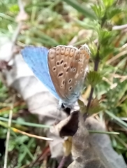 Polyommatus bellargus