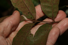 Dysoxylum rufum