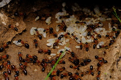 Camponotus nigriceps