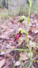 Calochilus paludosus