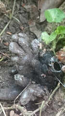 Xylaria polymorpha