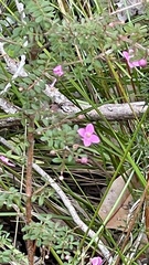 Boronia gracilipes