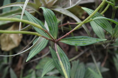 Peperomia tetragona