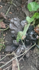 Xylaria polymorpha