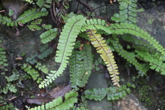 Adiantum malesianum