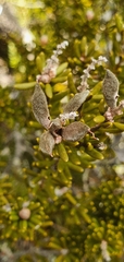 Orites revolutus