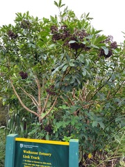 Pseudopanax arboreus