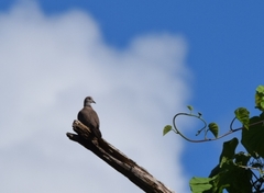 Streptopelia dusumieri