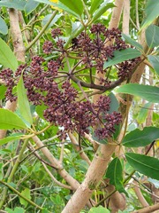 Pseudopanax arboreus