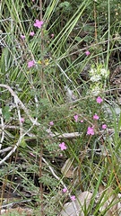 Boronia gracilipes