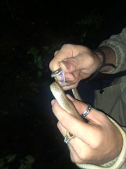 Mastigodryas boddaerti