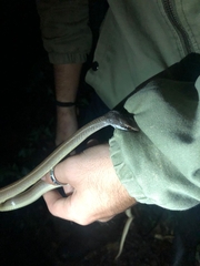 Mastigodryas boddaerti