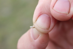 Rytidosperma clavatum