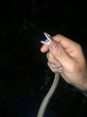 Mastigodryas boddaerti