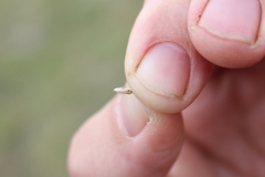 Rytidosperma clavatum