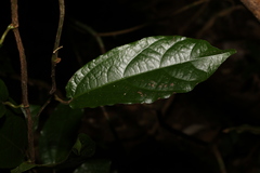 Aristolochia praevenosa