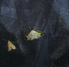 Leucinodella leucostola